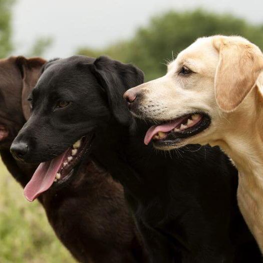 drie labradors die bij elkaar staan