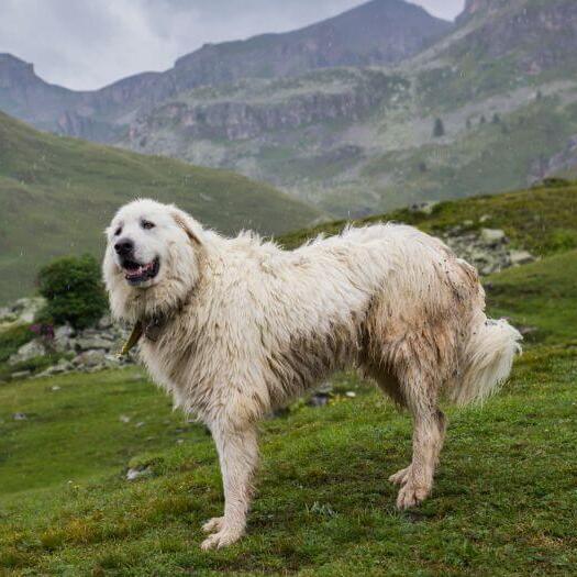 Le chien de montagne des Pyrénées se tient près des pentes de la montagne