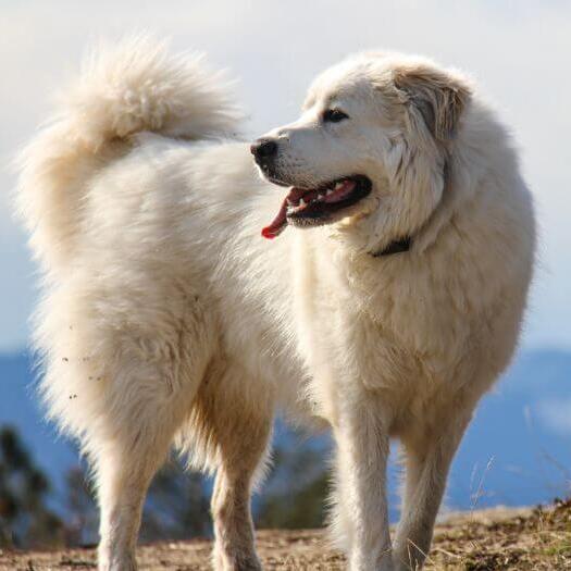 Le chien de montagne des Pyrénées marche près de la montagne