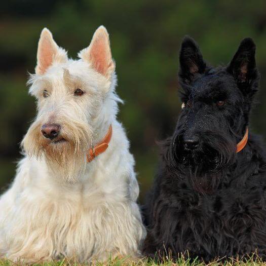 Terriers écossais noirs et blancs assis les uns à côté des autres