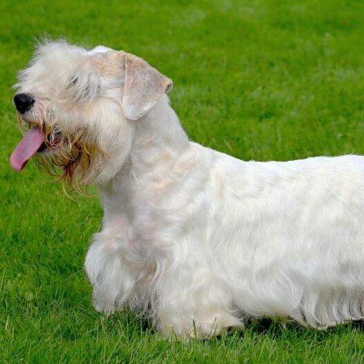 Sealyham Terrier debout sur l'herbe