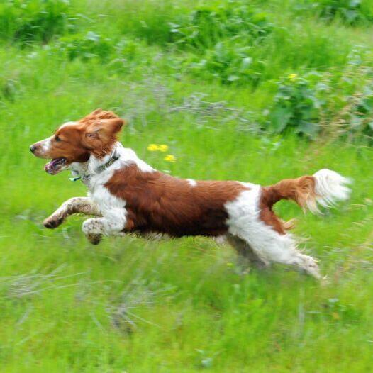 Spaniel (Welsh Springer) court sur le terrain avec de l'herbe