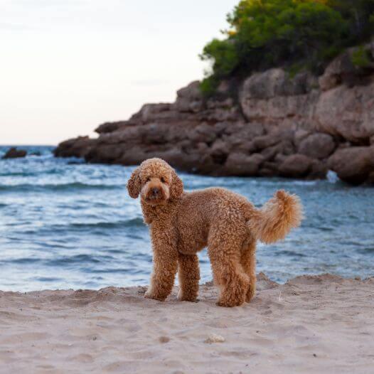 Hond staande op de kust