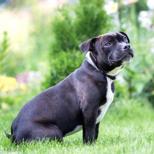 Staffordshire Bull Terrier assis sur l'herbe