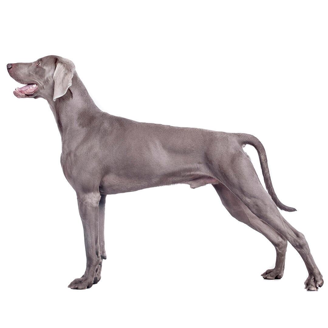 Race de chien Braque de Weimar (poil court/lisse)