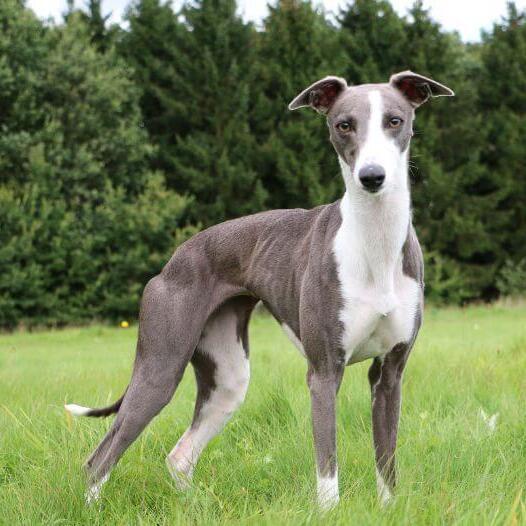 Whippet chien race information Purina