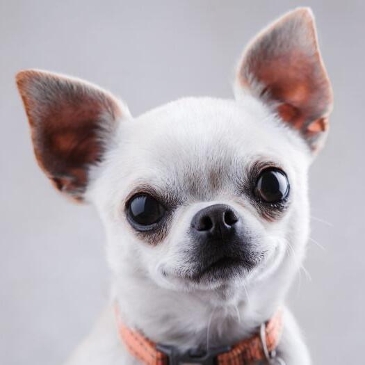 Chihuahua gladde vacht