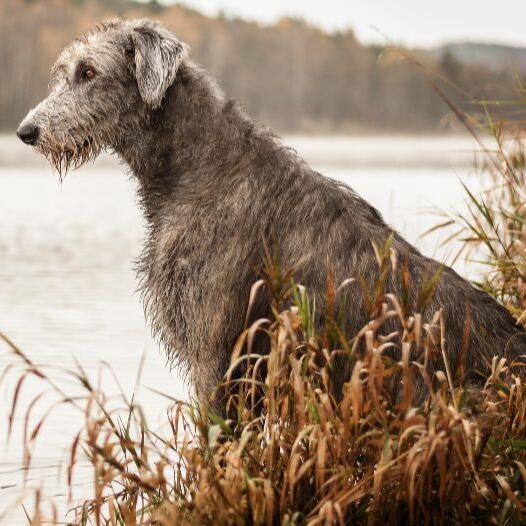 l-vrier-irlandais-chien-race-information-purina