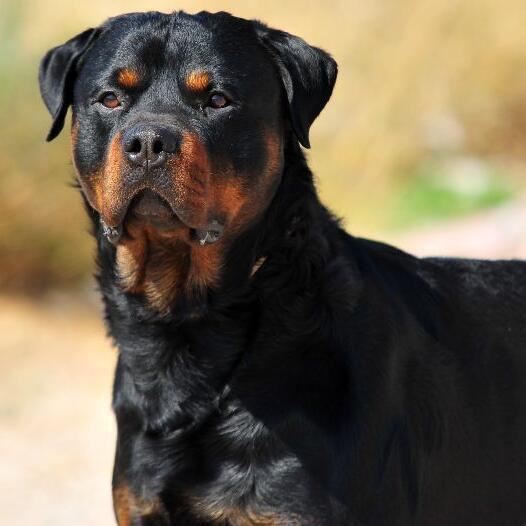 Rottweiler chien race information Purina