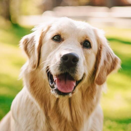 Golden retriever