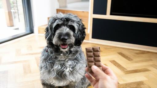 Propriétaire tenant une barre de chocolat en face de chien