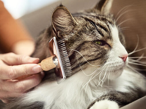 quels sont les allergènes des chats?