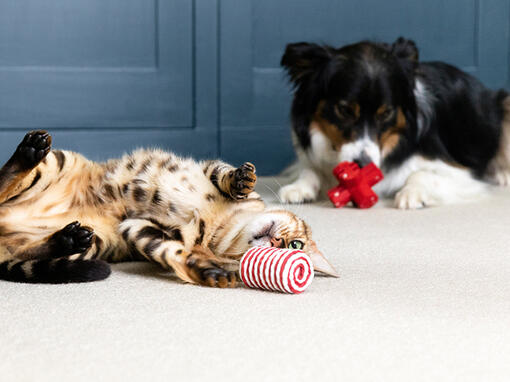 Chat et chien jouant avec des jouets