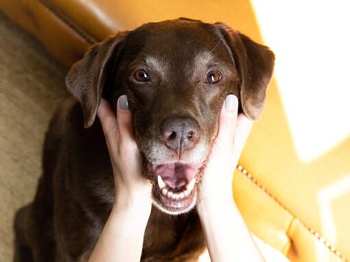 Oude bruine labrador met hoofd in handen van de eigenaar