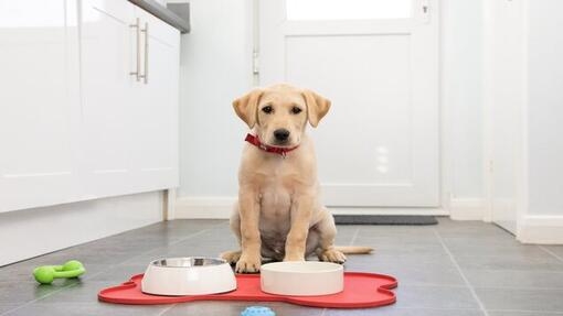 Chiot labrador jaune avec des bols de nourriture