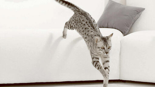 Chat sautant du canapé