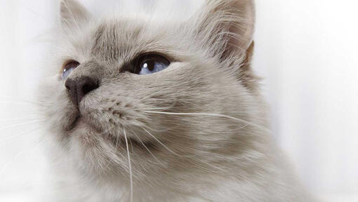 Close-up van het gezicht van de grijze kat