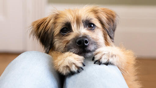 Petit chien regardant par-dessus les genoux de propriétaire