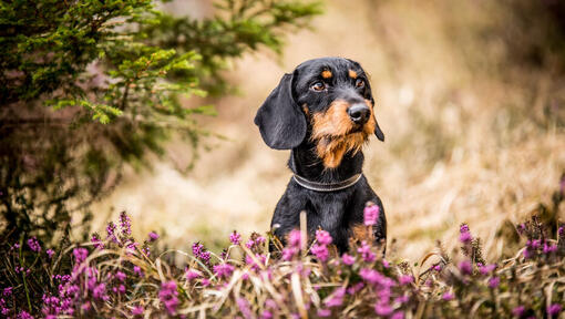 zittende black and tan ruwhaarteckel