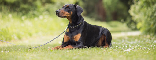 aangelijnde dobermann in lig