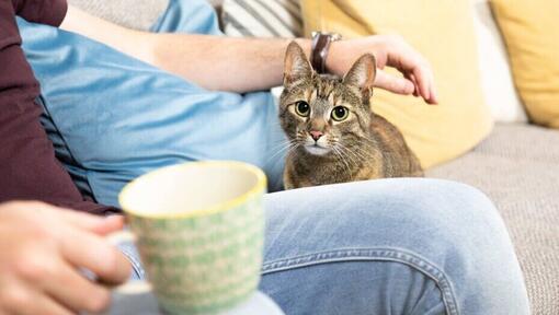 Chat rayé foncé caressé par le propriétaire.