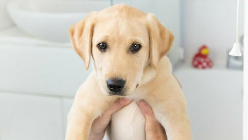 Chiot Golden Labrador retenu.