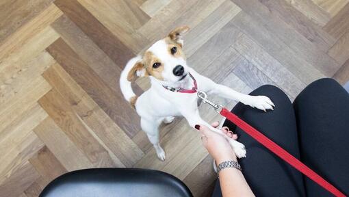Jack Russell Terrier pup met een rode leiband speelt met de eigenaar.