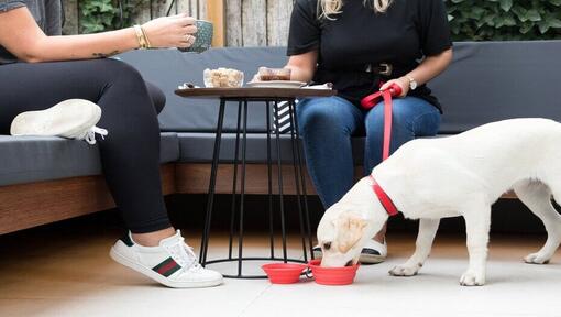 labrador puppy drinkt water onder een café tafel