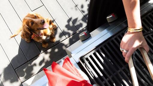 puppy kijkt naar de eigenaar aan de barbecue