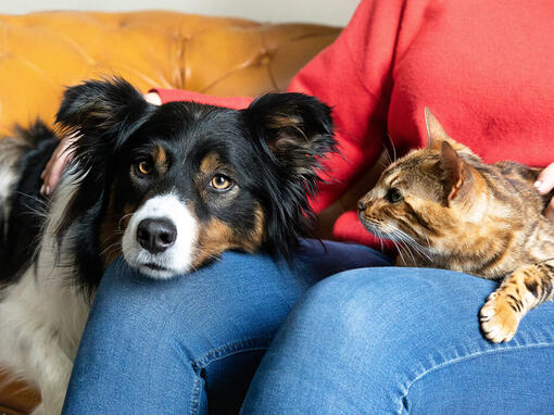 Hond en kat op schoot van de eigenaar