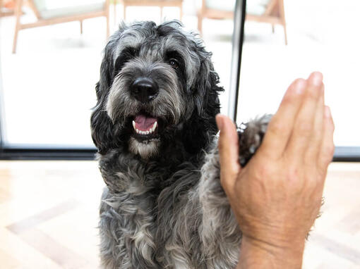 Hond geeft high five aan een persoon