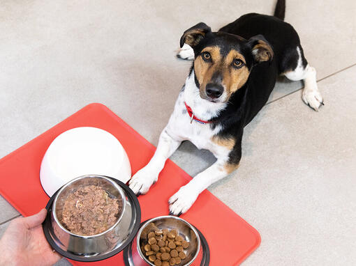 Hond zit voor voerbakken