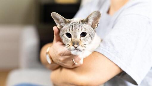 Chat tenu par son propriétaire