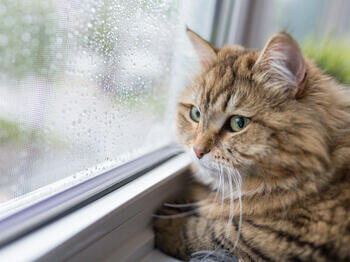 Chat regardant par la fenêtre