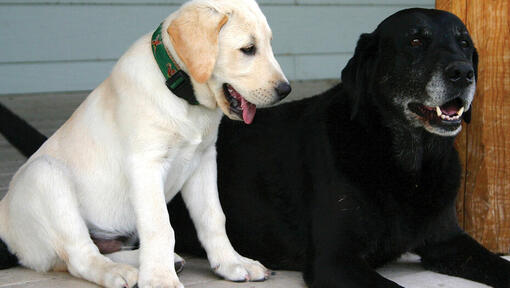 Een Golden Labrador-puppy en een oudere zwarte Labrador die naast elkaar liggen