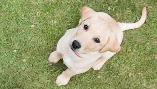 Gouden Labrador puppy zittend op het gras