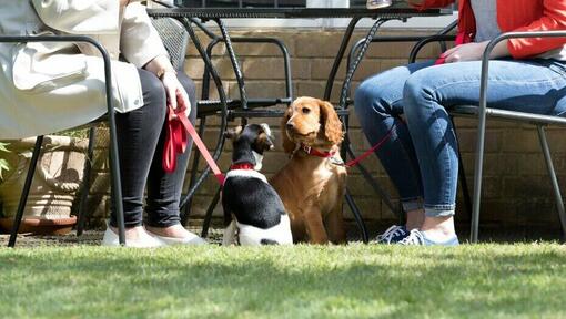 Deux chiens assis près de leurs propriétaires prenant un verre