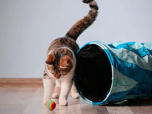 Chat jouant avec une balle et un tunnel