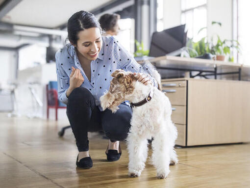 Vrouw aaien hond in kantoor