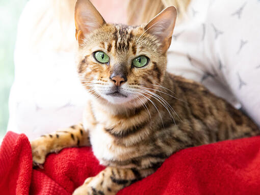 Chat assis sur un canapé