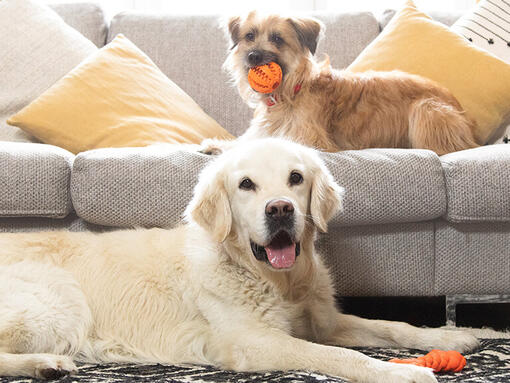 Golden retriever et terrier