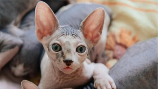 sphynx clair aux yeux verts