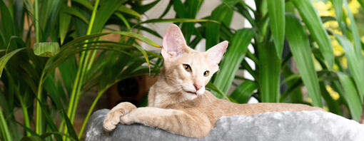 chat à côté de plantes d’intérieur