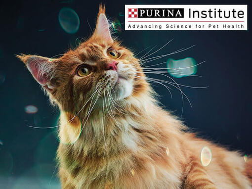 Le Purina Institute et l’innovation
