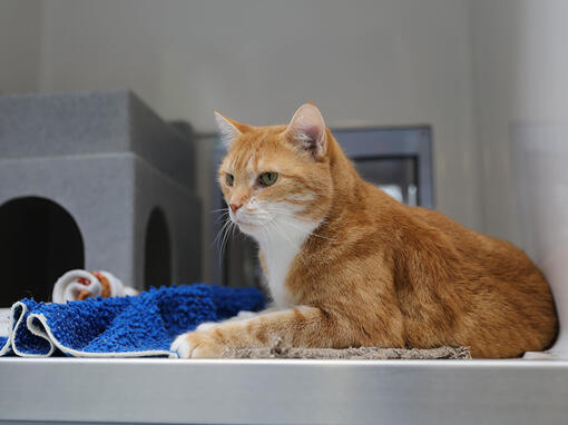 Chat roux chez le vétérinaire