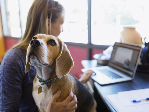 Femme avec beagle travaillant sur ordinateur portable