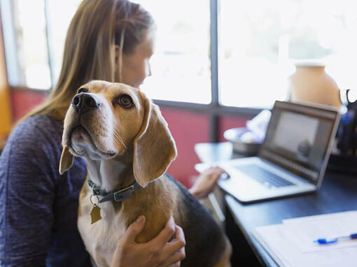 Beagle zit op schoot van baasje terwijl ze werkt