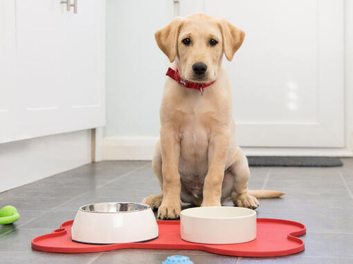 Hond zit voor voerbakken