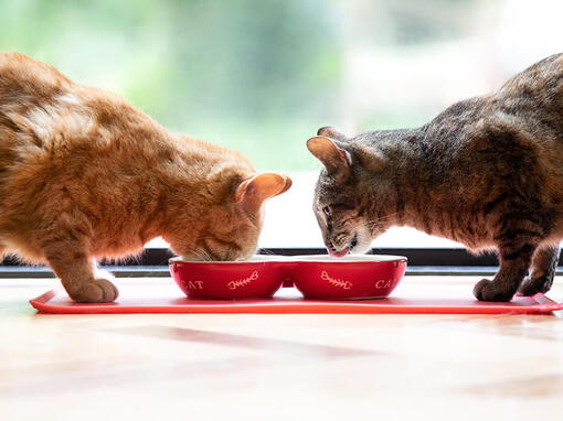Twee katten eten