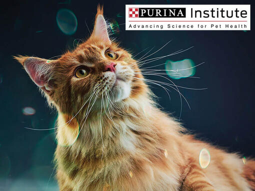 Het Purina Instituut en innovatie